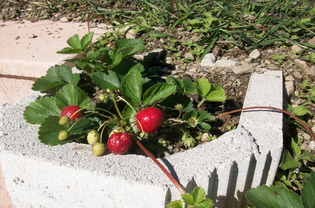 Agriturismo Botton D'Oro Dongo Dış mekan fotoğraf