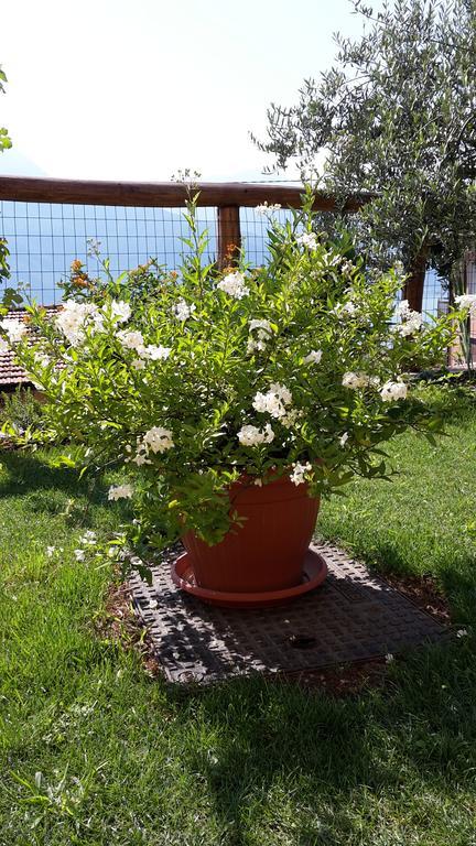 Agriturismo Botton D'Oro Dongo Dış mekan fotoğraf