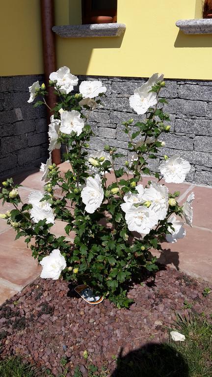 Agriturismo Botton D'Oro Dongo Dış mekan fotoğraf